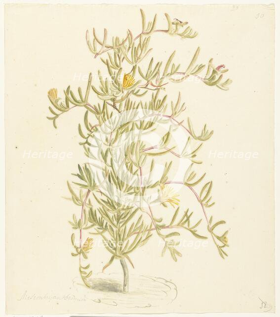 Flowering Mesembryanthemum from the Aizoaceae family, 1668-1729. Creator: Vincent Laurentz van der Vinne I.