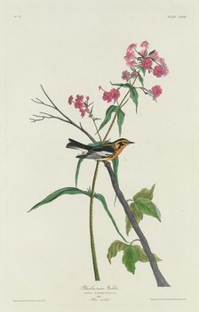 Blackburnian Warbler, 1832. Creator: Robert Havell.