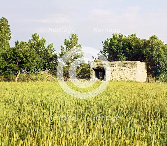 Adobe building in a grassy field, trees in background, between 1905 and 1915. Creator: Sergey Mikhaylovich Prokudin-Gorsky.