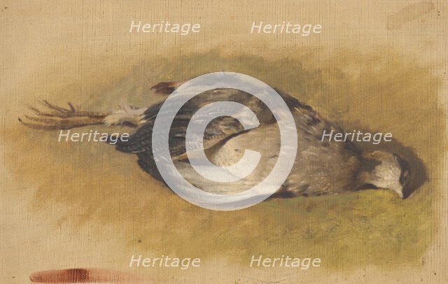 Sketch of a dead partridge, 1840-1850. Creator: Friedrich Carl von Scheidlin.