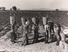 Pea Pickers Line Up on Edge of Field at Weigh Scale, near Calipatria, Im..., 1939, printed ca. 1972. Creator: Dorothea Lange.