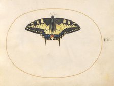 Plate 7: Swallowtail Butterfly, c. 1575/1580. Creator: Joris Hoefnagel.