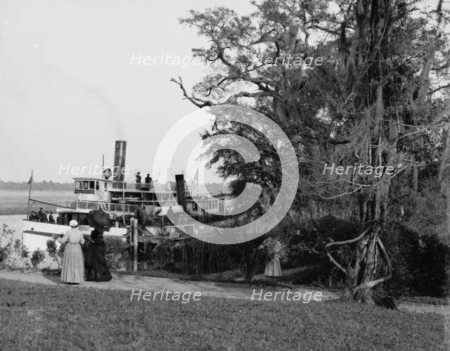 Steamer landing, Magnolia-on-the-Ashley, Charleston, S.C., between 1900 and 1910. Creator: Unknown.