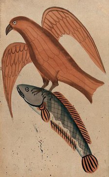 A fish being carried off by a bird. Creator: Unknown.