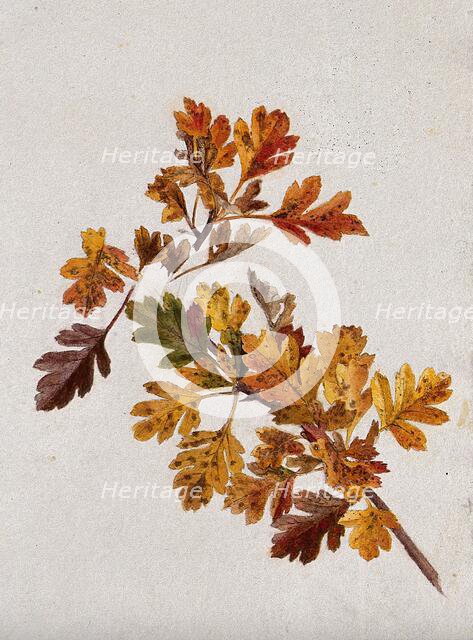 Autumn leaves of hawthorn (Crataegus), c1900s. Creator: Unknown.