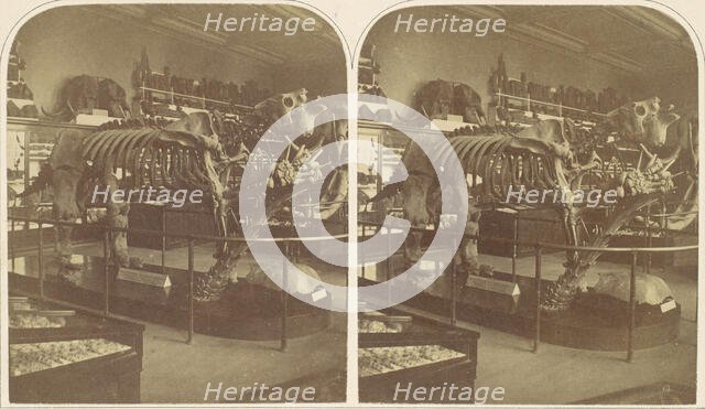 The Megatherium, British Museum, 1850s. Creator: Roger Fenton.