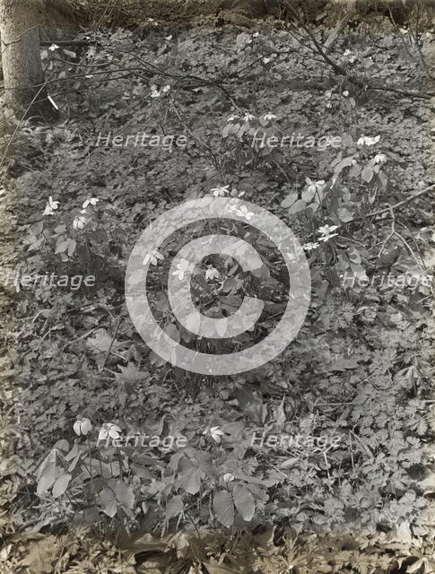 Wildflowers in bloom, between 1915 and 1935. Creator: Frances Benjamin Johnston.