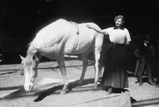 Barnum-Bailey Show - Model Artist Horse Posing, between c1910 and c1915. Creator: Bain News Service.