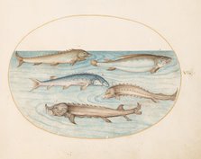 Animalia Aqvatilia et Cochiliata (Aqva): Plate VI, c. 1575/1580. Creator: Joris Hoefnagel.