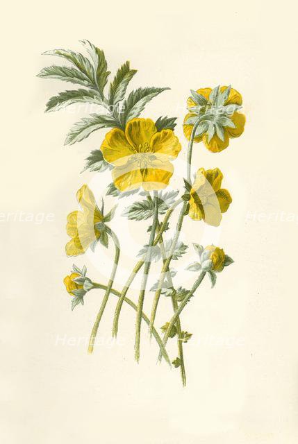 'Silver-Weed', 1877. Creator: Frederick Edward Hulme.