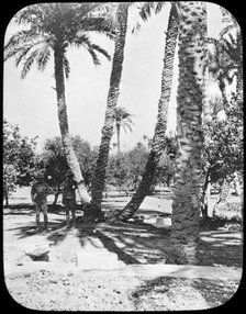 General Gordon's Garden, Khartoum, Sudan, c1890. Creator: Newton & Co.