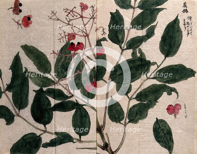 A fruiting plant, possibly of the Flacourtiaceae family. Creator: Unknown.