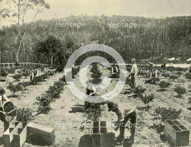 'Gooseberry Farm, Glenbrook', 1901. Creator: Unknown.