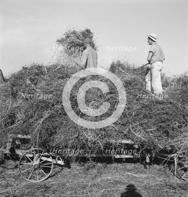 Threshing red clover for seed on older settler's ranch, near Ontario, Oregon, 1939. Creator: Dorothea Lange.
