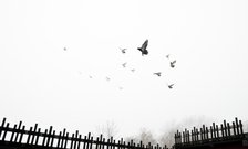 Pigeons flying into the mist from crees, Wrekenton, Gateshead, Tyne and Wear, c1980-c2017. Artist: Historic England Staff Photographer.