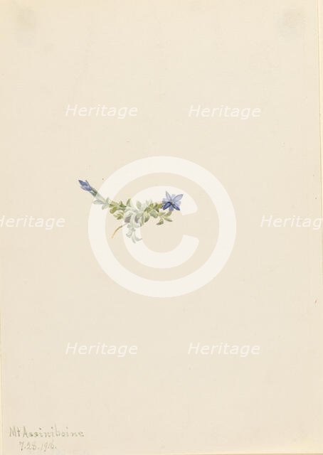 Moss Gentian (Gentiana prostrata), 1916. Creator: Mary Vaux Walcott.