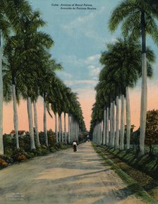 Avenue of royal palms, Cuba, c1920. Artist: Unknown.