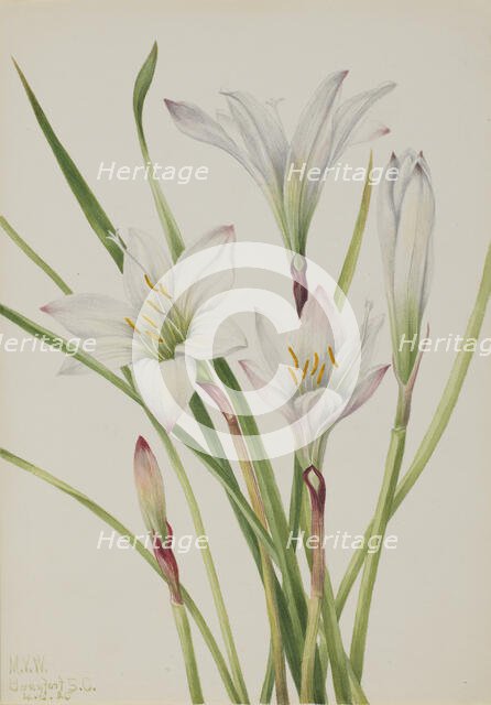 Atamasco-Lily (Atamosco atamasco), 1925. Creator: Mary Vaux Walcott.