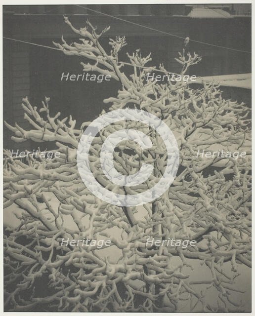 From the Back-Window "291" Snow-Covered Tree, Back-Yard, 1915. Creator: Alfred Stieglitz.