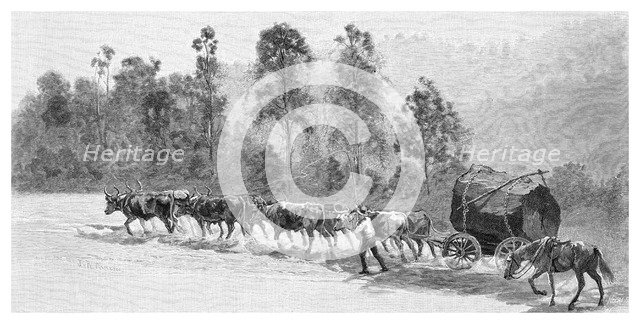 Cedar-getting on the Richmond River, New South Wales, Australia, 1886.Artist: JR Ashton