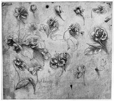 Study of flowers, c1481-1483 (1954).Artist: Leonardo da Vinci