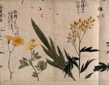 Three flowering plants, including coltsfoot (Tussilago farfara), common rue (Ruta..., 1870. Creator: Unknown.