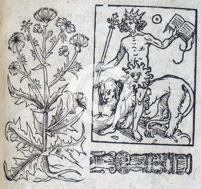 Chicory and the Sun, 13th century. Creator: Unknown.