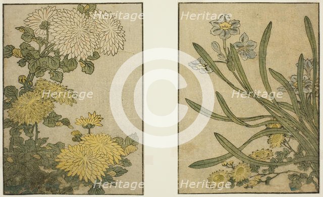 Chrysanthemum and Narcissus, from the illustrated book "Picture Book: Flowers of the..., 1801. Creator: Kitagawa Utamaro.
