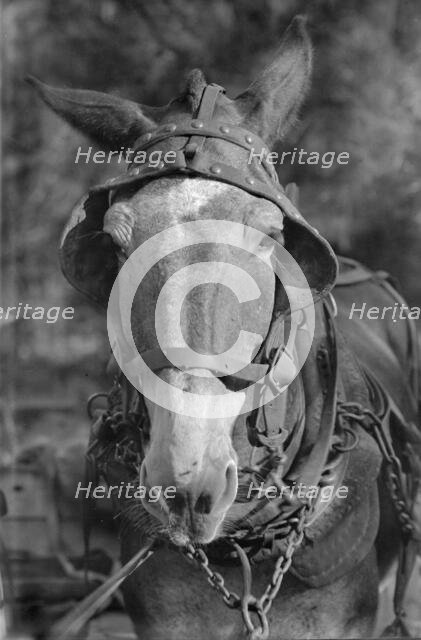 Mule, Hale County, Alabama, 1936. Creator: Walker Evans.