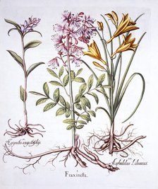 Dittany, White Helleborine and Yellow Day Lily, from 'Hortus Eystettensis', by Basil Besler (1561-16