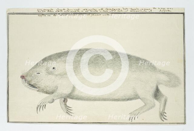 Bathyergus suillus (Cape dune mole-rat), 1777. Creator: Robert Jacob Gordon.
