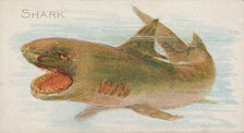 Shark, from the Fish from American Waters series (N8) for Allen & Ginter Cigarettes Brands, 1889. Creator: Allen & Ginter.