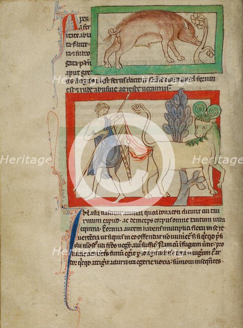 A Wild Boar; A Bonnacon; Northumberland Bestiary, about 1250-1260. Creator: Unknown.