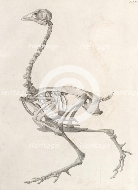Fowl  Skeleton:  lateral view (A comparative anatomical exposition of the human body..., 1804-06. Creator: George Stubbs.