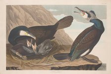 Common Cormorant, 1835. Creator: Robert Havell.