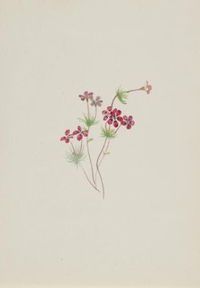 Gilia linanthus parviflorus, ca. 1900-1930. Creator: Mary Vaux Walcott.