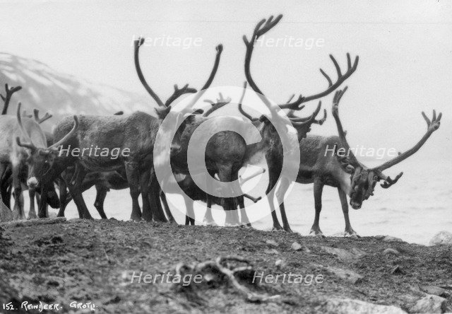 Reindeer, Grotli, Norway, 1929. Artist: Unknown