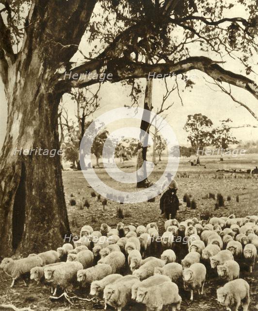 Australia - A drover with some of his charges on a sheep station in the State of Victoria', c1948. Creator: Unknown.