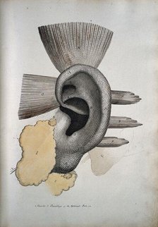 The ear: muscles and cartailage, between 1800 and 1899. Creator: Unknown.