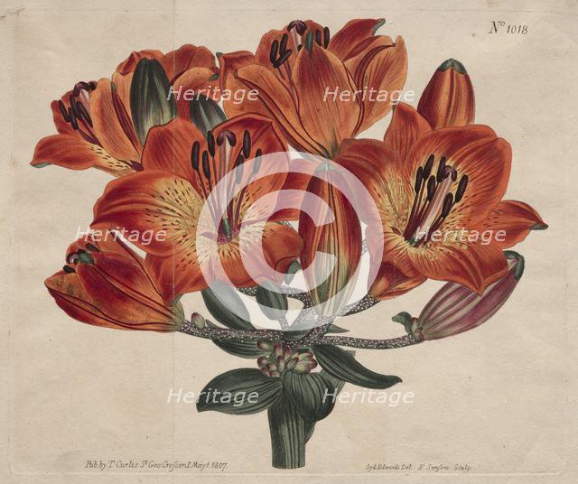 The Botanical Magazine or Flower Garden Displayed: ...Orange-Lily, 1807. Creator: Thomas Curtis (British, 1846-1920).