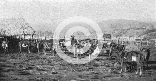 ''Un troupeau de boeufs a Madagascar; Iles Africaines de la mer des Indes', 1914. Creator: Unknown.