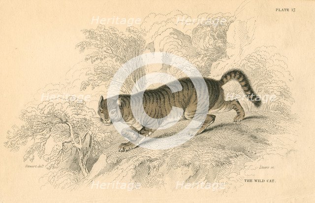 European wild cat (Felis silvestris), 1828. Artist: Unknown