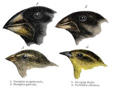  Four or the species of finch observed by Darwin on the Galapagos Islands. Artist: Unknown.
