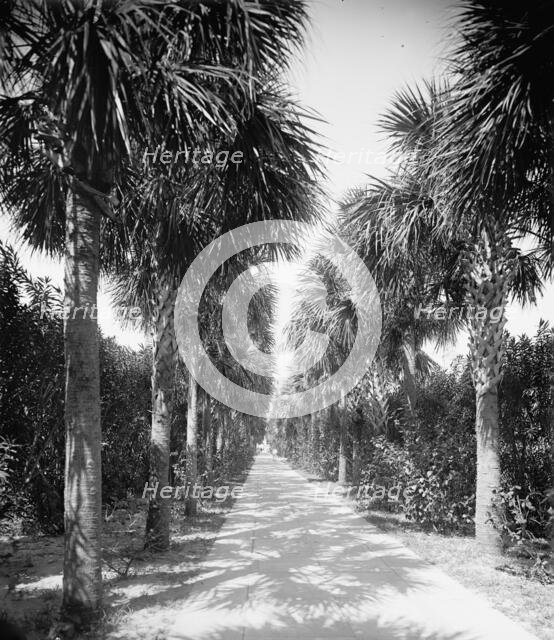 Ocean walk, Palm Beach, Fla., 1902. Creator: Unknown.
