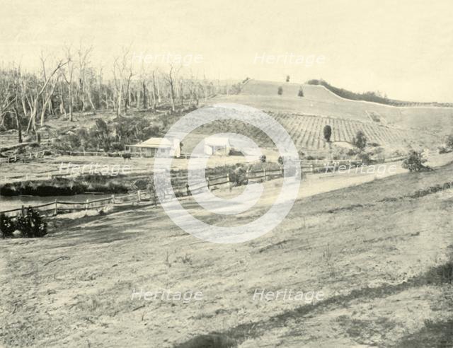 ''Bush Workman's Home, Gippsland, Victoria', 1901. Creator: Unknown.