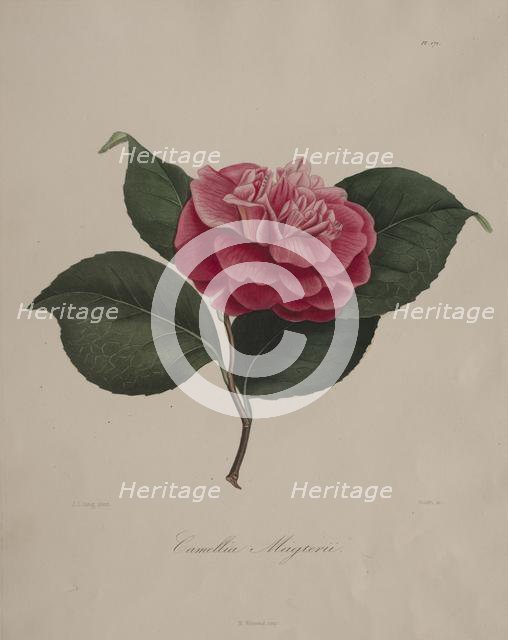 Iconographie du genre camellia: No. 171, 1839-1843. Creator: Abbé Laurent Berlèse (French).