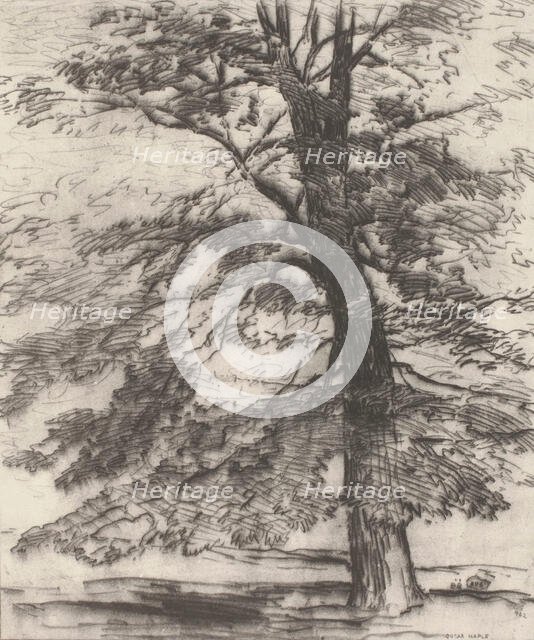 Sugar Maple, 1920. Creator: Bolton Coit Brown.