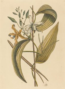 The Vanelloe (Epidendrum Vanilla), published 1731-1743. Creator: Mark Catesby.