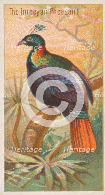 The Impeyan Pheasant, from the Birds of the Tropics series (N5) for Allen & Ginter Cigaret..., 1889. Creator: Allen & Ginter.