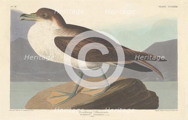 Wandering Shearwater, 1835. Creator: Robert Havell.